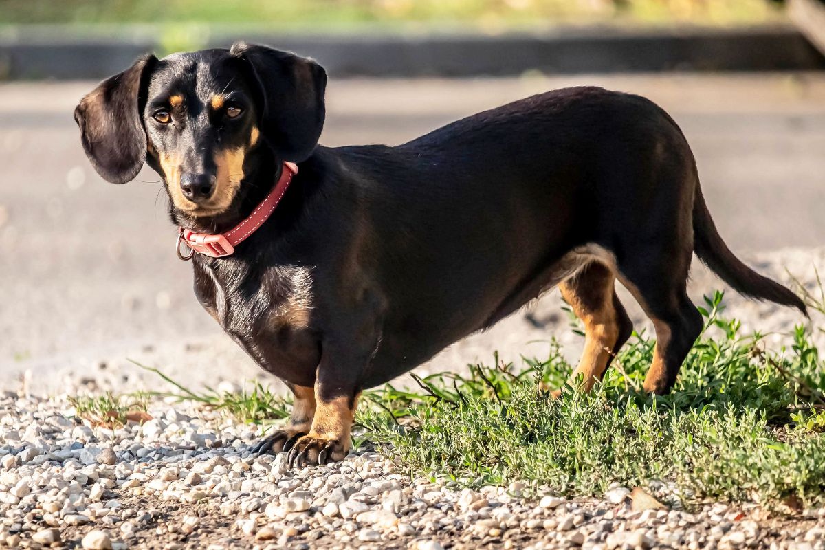 Dachshund