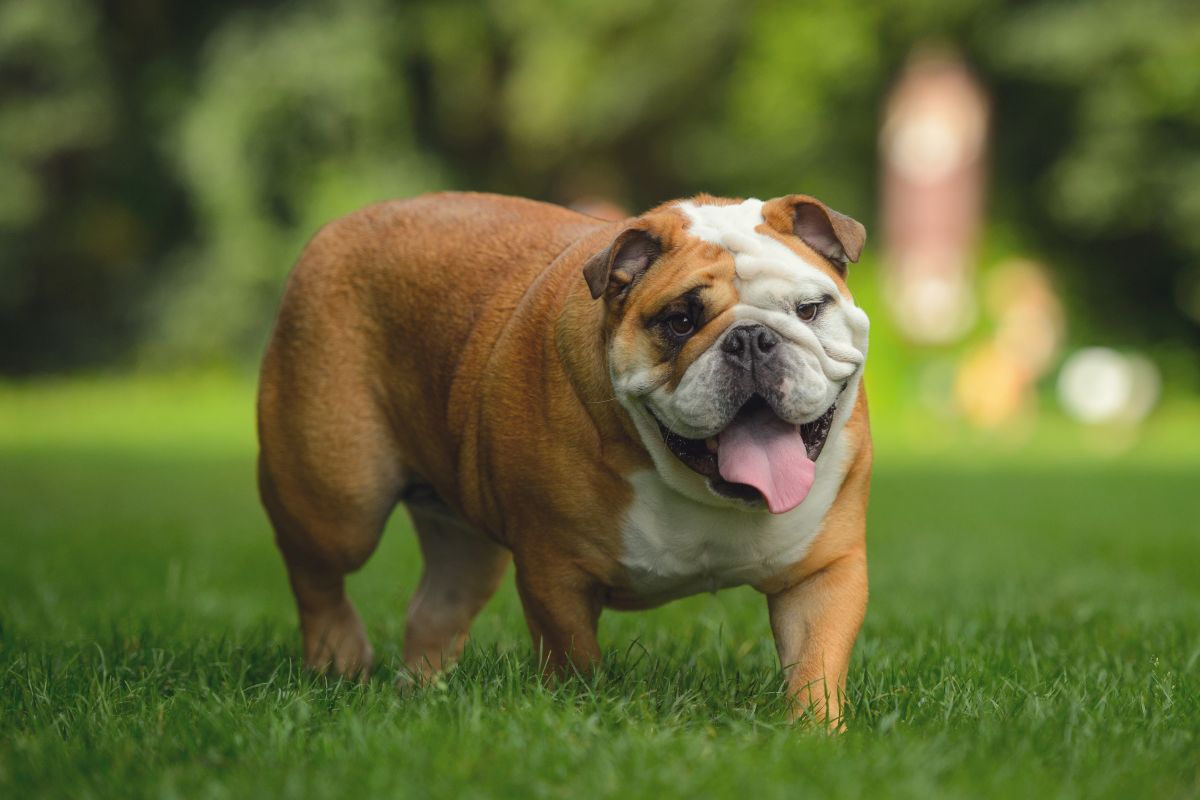Bulldog
