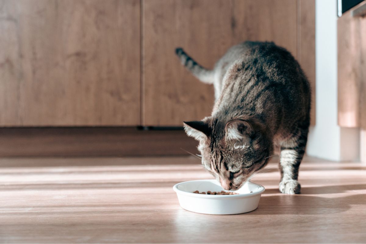 Cat eating