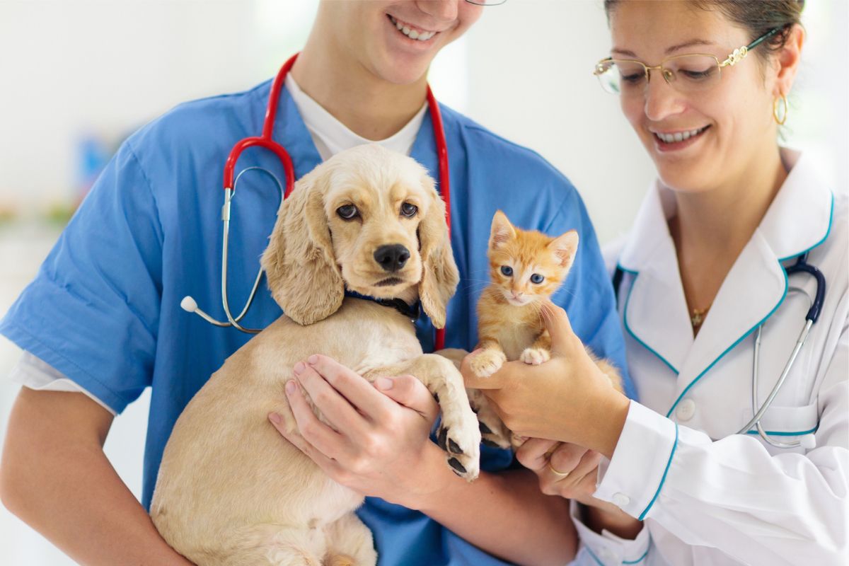 Vets holding a puppy and kitten