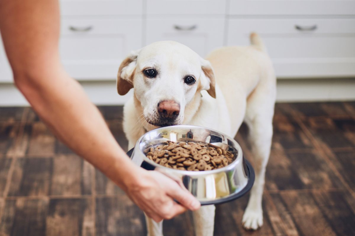 Dog eating