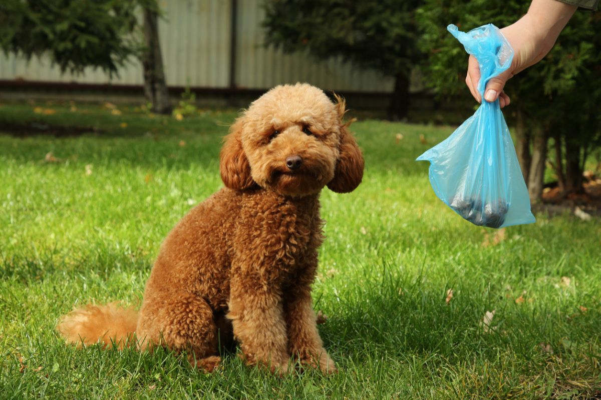 Picking up dog poo