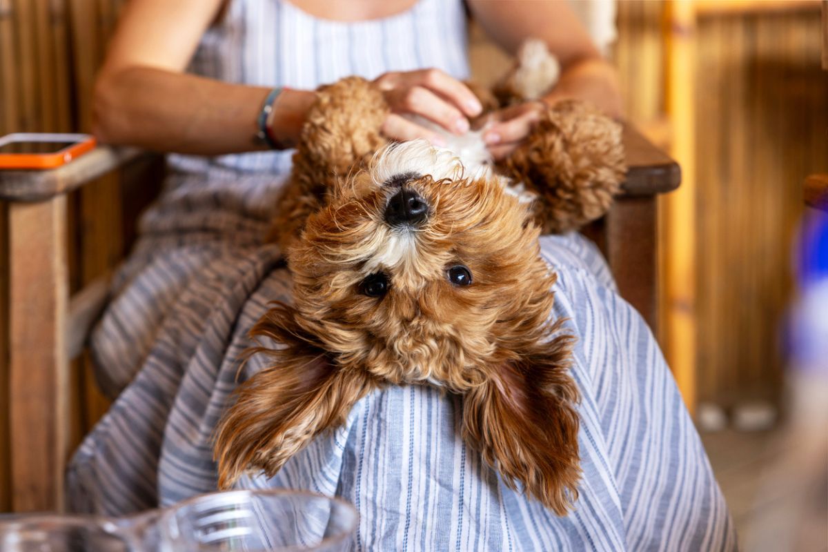 Belly rubs