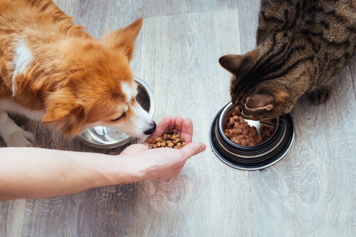 Puppy and kitten eating