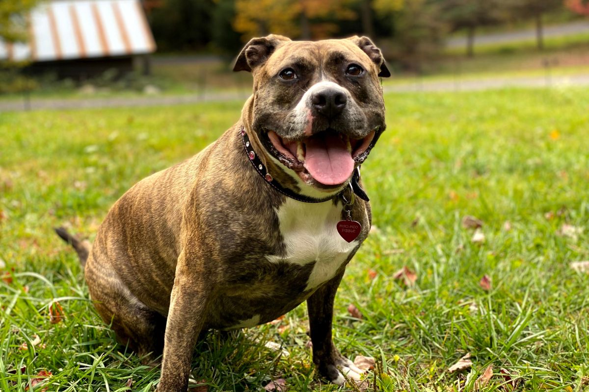 Staffy