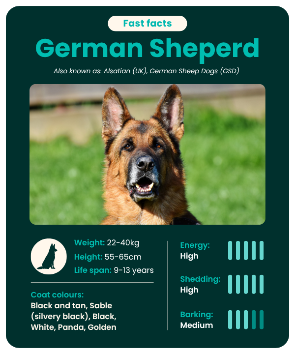 German Sheperd Fast Facts