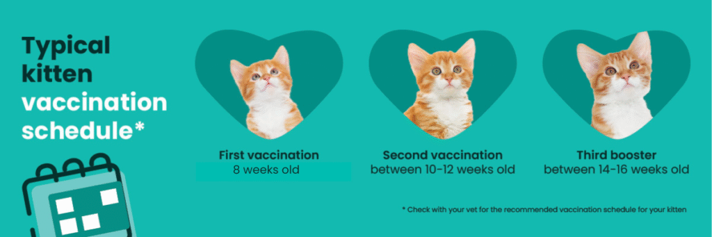 Kitten vaccination schedule
