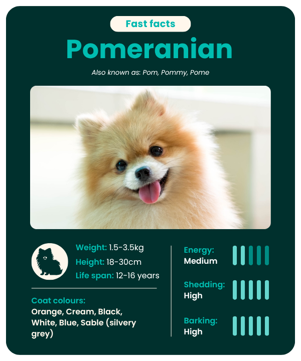 Pomeranian fast facts