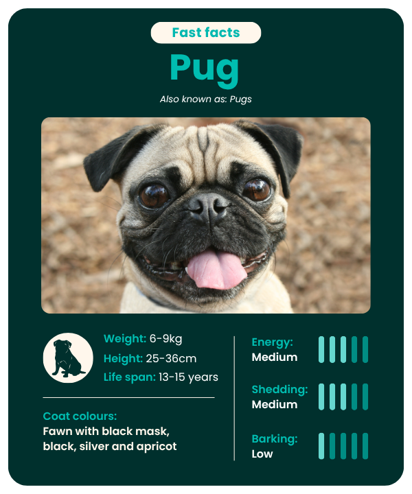 Pug breed guide - fast facts
