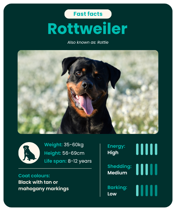 Rottweiler fast facts