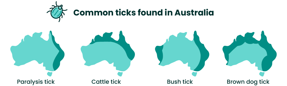 Common ticks found in Australia